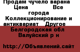 Продам чучело варана › Цена ­ 15 000 - Все города Коллекционирование и антиквариат » Другое   . Белгородская обл.,Валуйский р-н